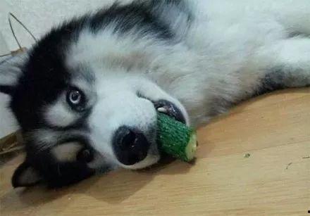 二狗的吃瓜视频大全,揭秘娱乐圈幕后故事  第2张