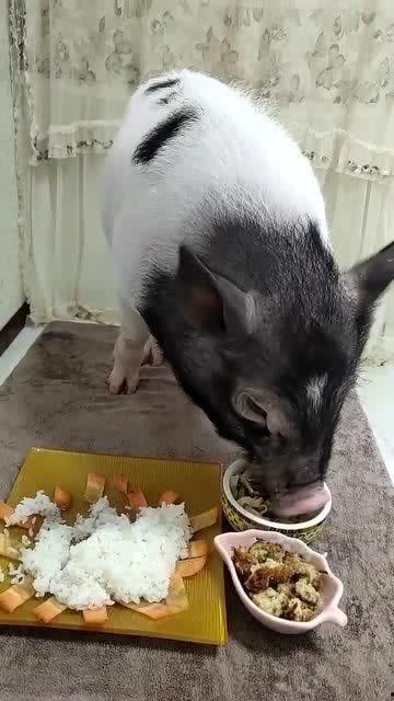 小猪吃哈米瓜视频,哈米瓜盛宴大揭秘