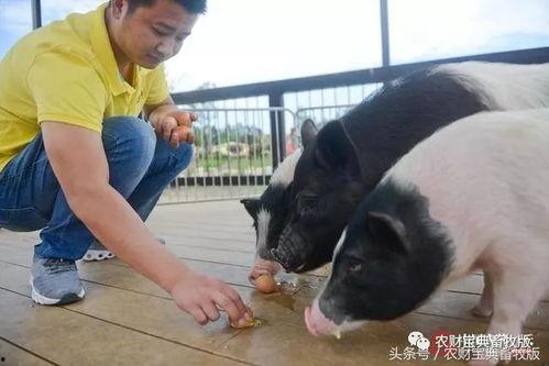 小猪吃哈米瓜视频,哈米瓜盛宴大揭秘  第2张