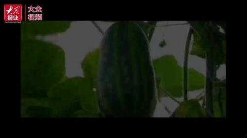 吃瓜视频都在那里看到了,吃瓜视频热门聚集地大揭秘! 第3张 吃瓜视频都在那里看到了,吃瓜视频热门聚集地大揭秘! 第3张