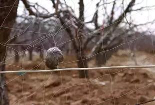 瓜被鸟吃的视频  第3张