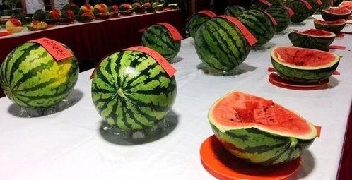 在西瓜节吃瓜视频,吃瓜视频里的甜蜜瞬间  第3张