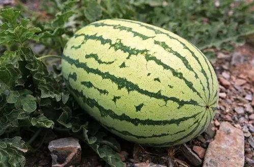 拍个吃瓜视频多少钱一个,制作吃瓜视频的成本解析  第3张