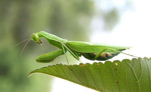 螳螂会吃秋瓜吗图片视频,自然界的餐桌奇观  第3张