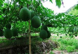 外国小哥吃吊瓜图片视频,趣味横生的异国美食体验