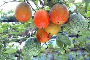 外国小哥吃吊瓜图片视频,趣味横生的异国美食体验  第3张