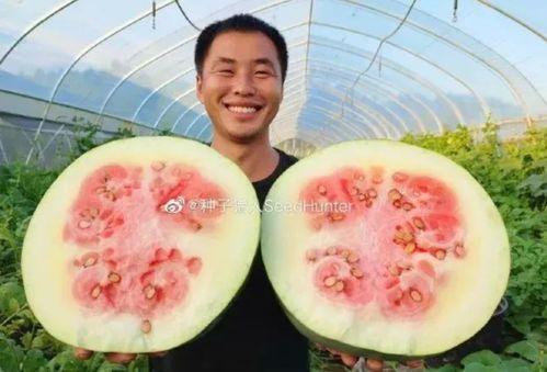 猪吃蜜瓜视频在线观看,蜜瓜盛宴现场直播  第3张