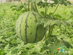 西安吃瓜事件最新进展视频,真相揭晓，疑云逐步散去