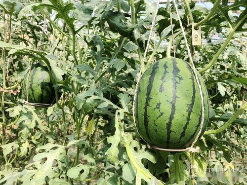 西安吃瓜事件最新进展视频,真相揭晓，疑云逐步散去  第3张