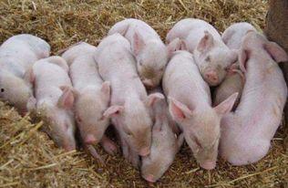 三个猪鼓励的吃瓜视频,三猪共赏欢乐时光  第2张