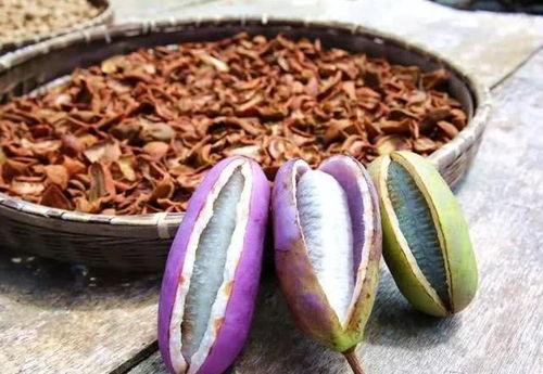 燕子吃八月瓜视频,自然界的奇妙一幕  第2张