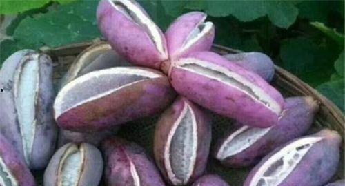 燕子吃八月瓜视频,自然界的奇妙一幕  第3张