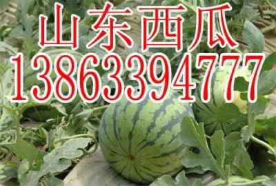 山东干部吃瓜视频大全,趣味横生的办公日常  第3张