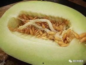 吃瓜过敏的视频,视频揭示惊人真相  第3张