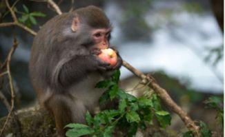 猴子吃葫芦瓜视频大全,猴子吃葫芦瓜视频大全欢乐集锦  第3张