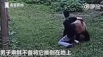 八卦大熊猫吃瓜视频