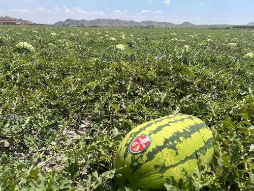 吃不起瓜视频,揭秘平民视角下的社会现象