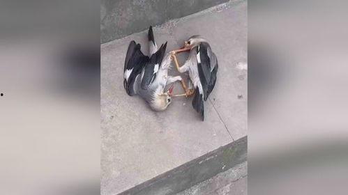 路边打架吃瓜视频,围观群众见证激烈打斗现场  第3张