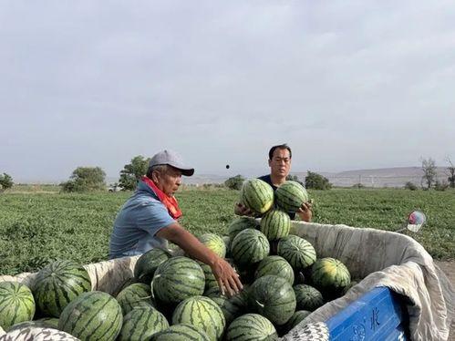 中山吃瓜群众吃蕉视频,趣味吃蕉视频引全民热议  第3张