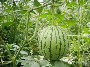 双丰收吃瓜视频,揭秘娱乐圈幕后故事