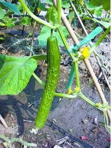 吃瓜和萝卜的视频,一场视觉与味蕾的双重盛宴