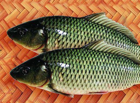 鲤鱼的吃瓜视频,揭秘网络红人的幕后故事 第2张 鲤鱼的吃瓜视频,揭秘网络红人的幕后故事 第2张