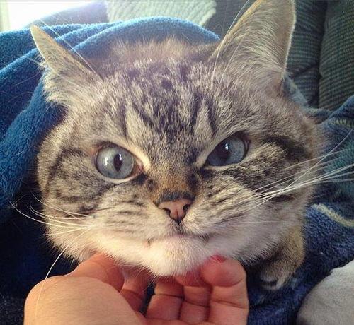 猫吃瓜眼睛瞪大视频大全,眼睛瞪大表情包大盘点  第2张