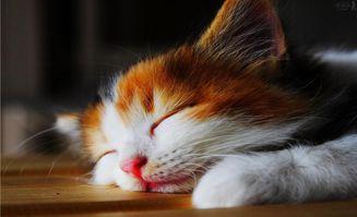 猫吃瓜眼睛瞪大视频大全,眼睛瞪大表情包大盘点  第3张