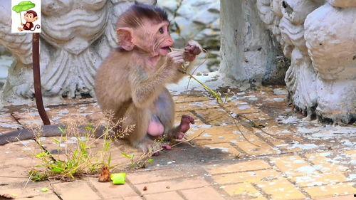 小猴子吃瓜视频,欢乐无限，带你领略夏日清凉时光  第3张