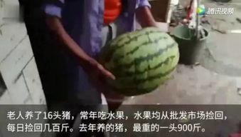人吃瓜视频大全,揭秘娱乐圈幕后故事 第3张 人吃瓜视频大全,揭秘娱乐圈幕后故事 第3张