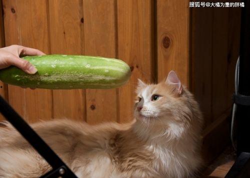 猫猫吃瓜会被吓到吗视频,萌宠反应萌翻网友