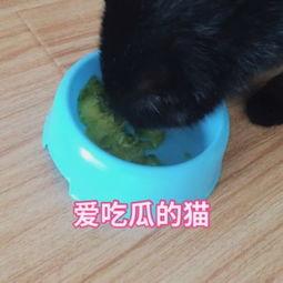 猫猫吃瓜会被吓到吗视频,萌宠反应萌翻网友  第2张