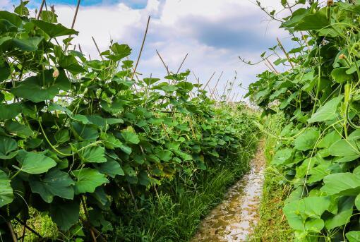 第一次吃蛇瓜的视频,一场奇妙的味蕾探险之旅
