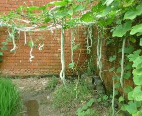 第一次吃蛇瓜的视频,一场奇妙的味蕾探险之旅 第2张 第一次吃蛇瓜的视频,一场奇妙的味蕾探险之旅 第2张