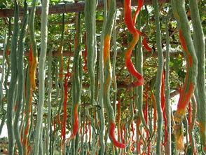 第一次吃蛇瓜的视频,一场奇妙的味蕾探险之旅 第3张 第一次吃蛇瓜的视频,一场奇妙的味蕾探险之旅 第3张