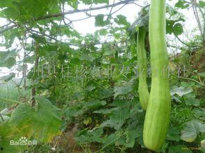 砍瓜吃的危害视频播放