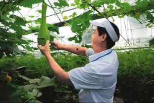 砍瓜吃的危害视频播放  第2张