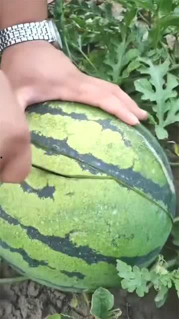 吃整个麒麟瓜的视频  第3张