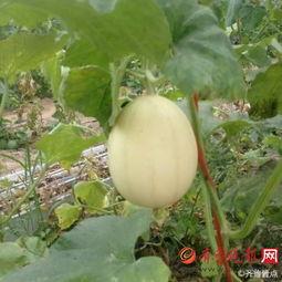 梨瓜如何切块吃视频教程,轻松掌握美味新吃法  第2张