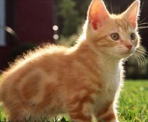 动漫猫咪吃瓜视频大全,猫咪吃瓜视频大盘点